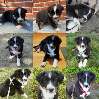 Welpen Bilder !-Beitrag-Bild