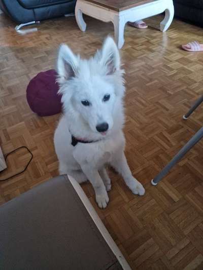 Samojede Besitzer-Beitrag-Bild