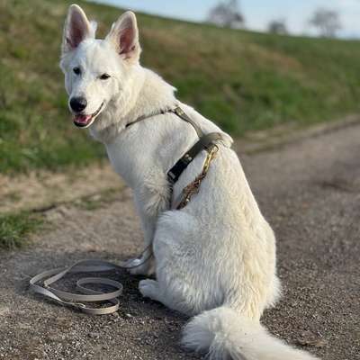 Hundetreffen-Trainingsspaziergang für etwas schwierigere Hunde-Bild