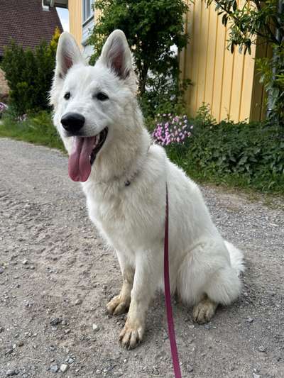 Hundetreffen-Spiel und Gassi Treffen-Bild