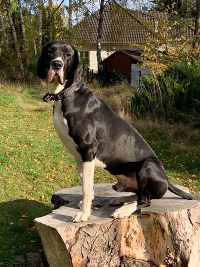 Deutsche Doggen Besitzer zeigt euch-Beitrag-Bild