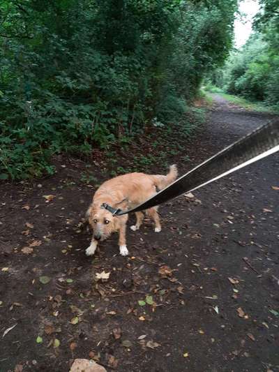 Voll Bremse beim spazieren gehen-Beitrag-Bild