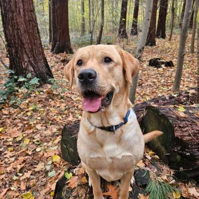 Hundetreffen-Hundefreund, Spielgefährten gesucht :)-Bild