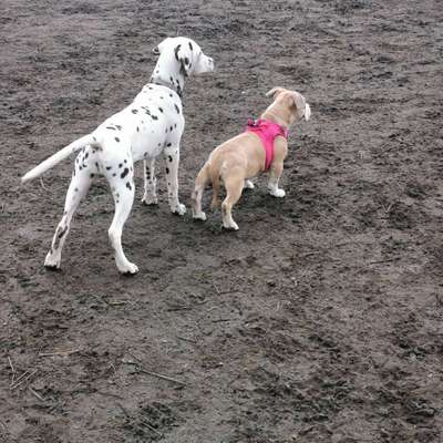 Hundetreffen-Welpen/Junghunde Spielen und Gassi gehen-Bild