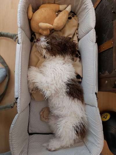 Lagotto Romagnolo Besitzer-Beitrag-Bild