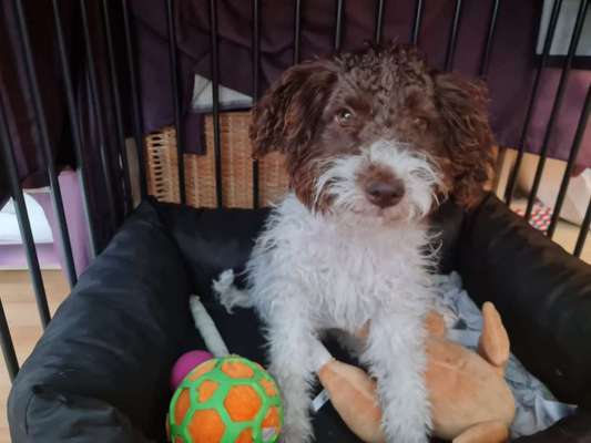 Lagotto Romagnolo Besitzer-Beitrag-Bild