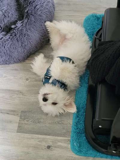 eure Spitznamen für die Vierbeiner-Beitrag-Bild