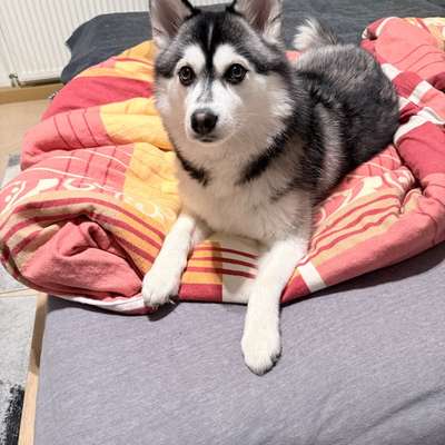 Pomsky-Beitrag-Bild