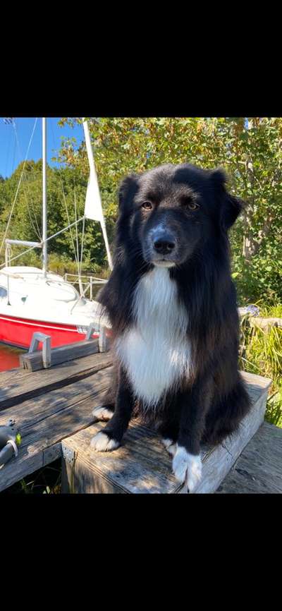 Dogorama Photo Challenge - Hundeblick zum hinschmelzen-Beitrag-Bild