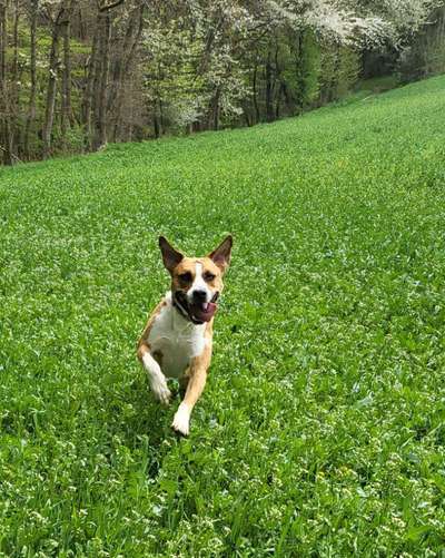 Foto Challenge Nr. 137 - Lass die Ohren fliegen-Beitrag-Bild