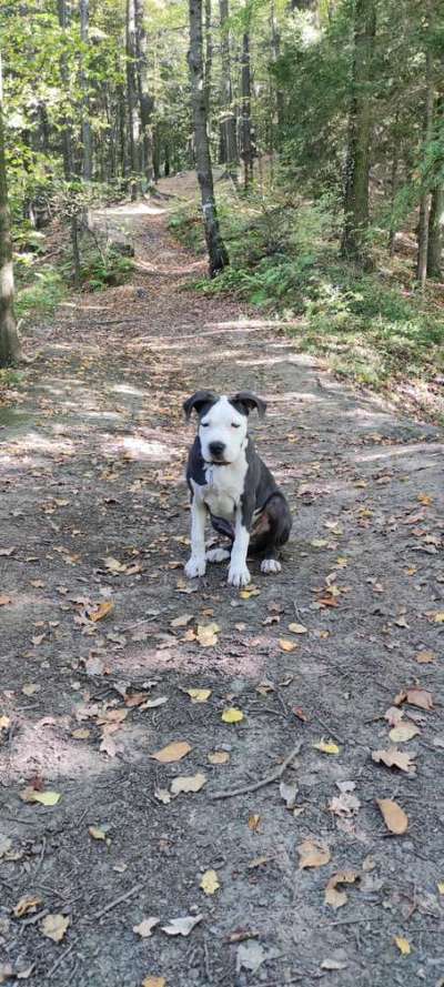 Dobermänner, allgemeine Meinung-Beitrag-Bild