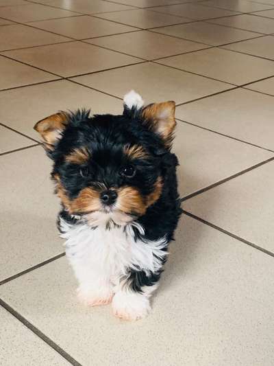 Biewer Yorkshire Terrier-Beitrag-Bild
