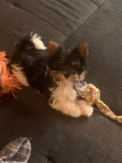 Yorkshire Terrier-Beitrag-Bild