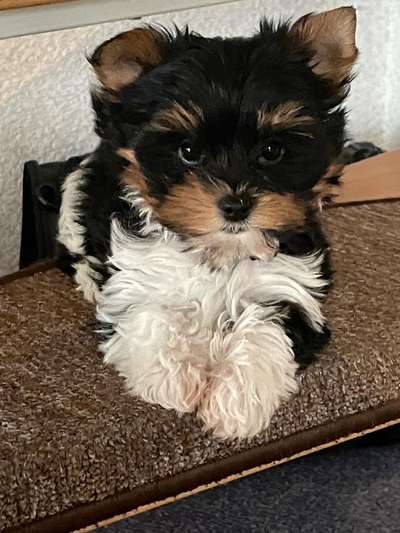 Die besten Hundeblicke 🐾❤️-Beitrag-Bild