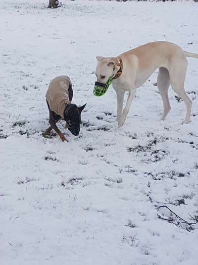 Windhunde - Treffen der besonderen Schönheiten
HERZLICH WILLKOMMEN-Beitrag-Bild