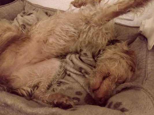 Hands,äh Pfoten up in the Air-Beitrag-Bild