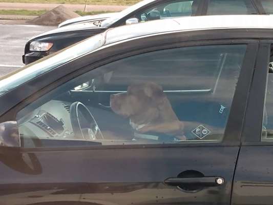 Hunde Memes-Beitrag-Bild