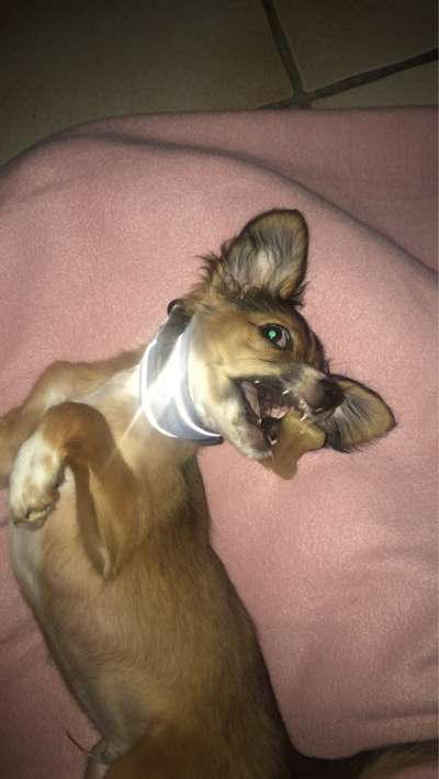 Die Dogorama Wochen Challenge-Beitrag-Bild