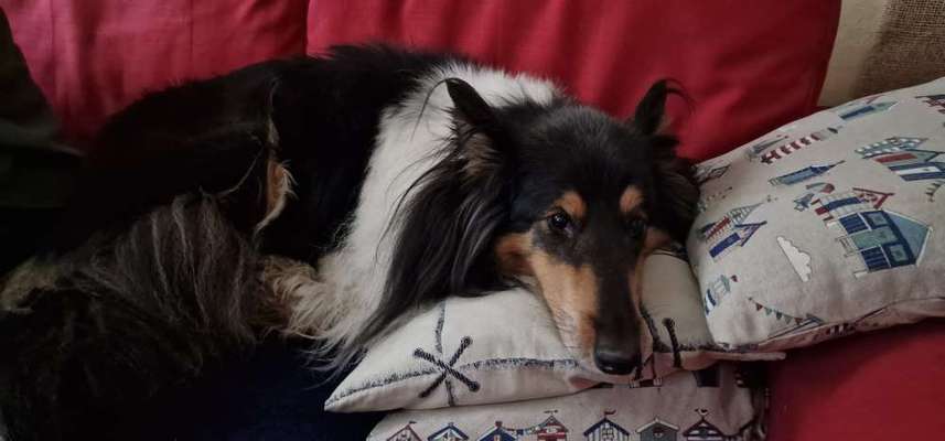 Collies -wo seid ihr?-Beitrag-Bild