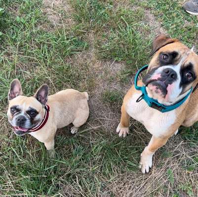 Hundetreffen-Suchen Spaziergang Freunde !-Bild