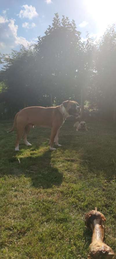 Olde English Bulldogge-Beitrag-Bild