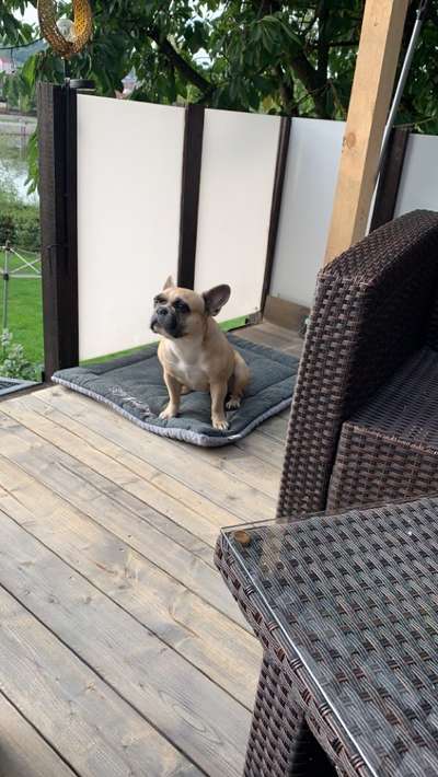 Französische Bulldoggen-Beitrag-Bild