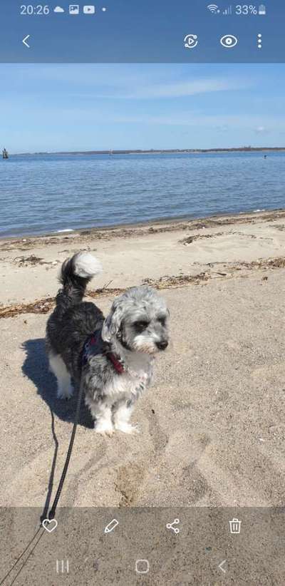 Dogorama-Monats-Challenge-Mai "Wasser"-Beitrag-Bild