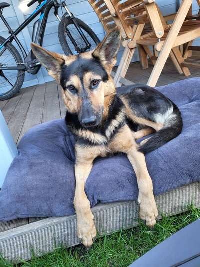 Auslandstierschutz-Beitrag-Bild