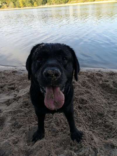 Rasseporträt Labrador-Beitrag-Bild