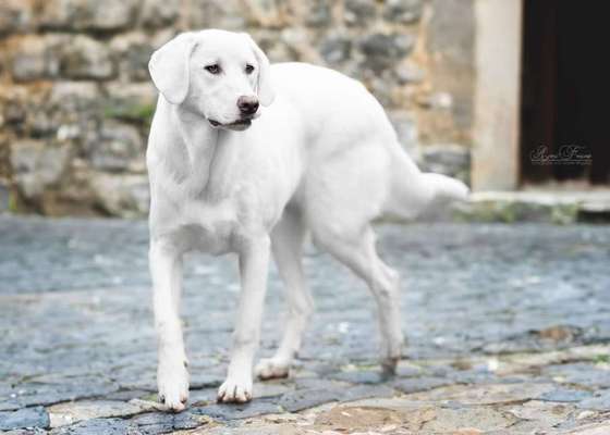 Tierschutzhunde suchen ein Zuhause-Beitrag-Bild