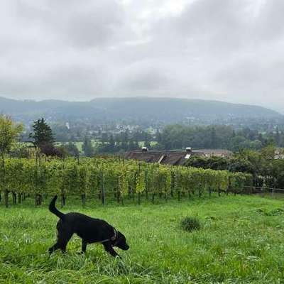 Hundetreffen-Retriever Treff zum Austausch/Training/ Gassi-Bild