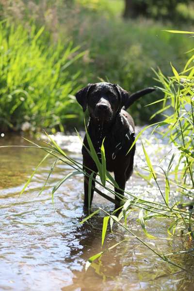Hundetreffen-Gemeinsame Spaziergänge/ Übungen-Bild
