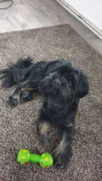 Postet das beste Foto von euren 4 beinern-Beitrag-Bild