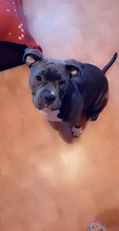 Welche Hunderasse-Beitrag-Bild