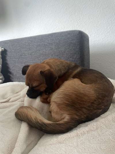 Hundetreffen-Gemeinsamer Spaziergang-Bild