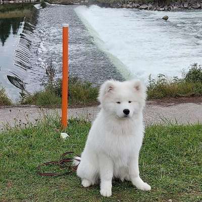 Hundetreffen-Junghunde treffen-Bild