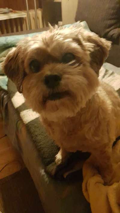 Warum liebst du deinen Hund?-Beitrag-Bild