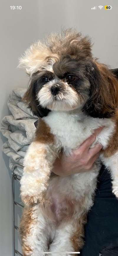 Vom Welpen zum Hund-Beitrag-Bild