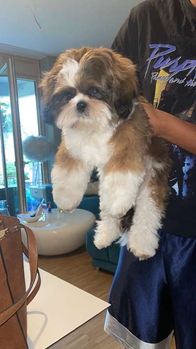 Vom Welpen zum Hund-Beitrag-Bild