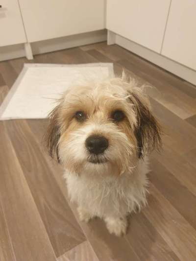 Mischlinge raten - Rätselspaß-Beitrag-Bild