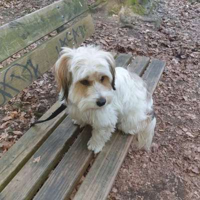 Mischlinge raten - Rätselspaß-Beitrag-Bild