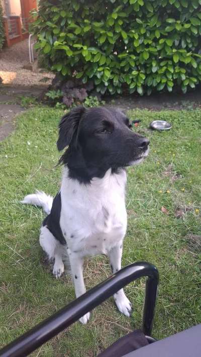 Hundetreffen-Spile oder Gassi Freund gesucht-Bild