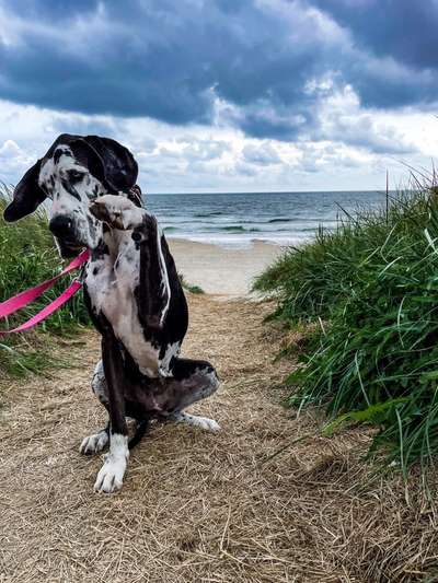 Deutsche Doggen Besitzer zeigt euch-Beitrag-Bild