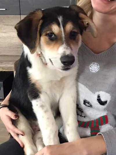 Mischlinge raten - Rätselspaß-Beitrag-Bild