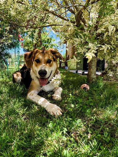 Dogorama Photo Challenge - schönster Gassiausblick-Beitrag-Bild