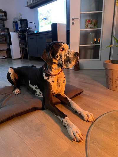 Unsere Fellnasen im Regenbogenland-Beitrag-Bild