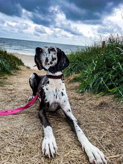 Dogorama Photo Challenge - schönster Gassiausblick-Beitrag-Bild