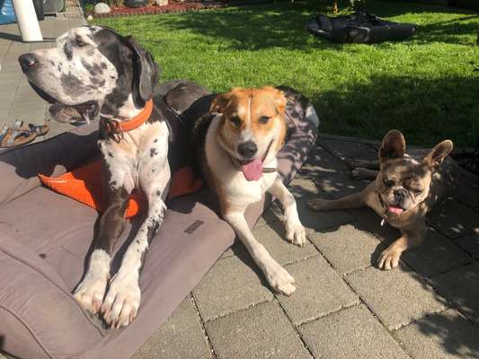 Französische Bulldoggen-Beitrag-Bild