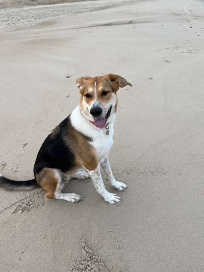 Mischlinge raten - Rätselspaß-Beitrag-Bild