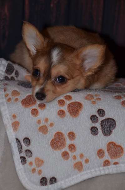 Wo sind die Chihuahua Besitzer ?-Beitrag-Bild